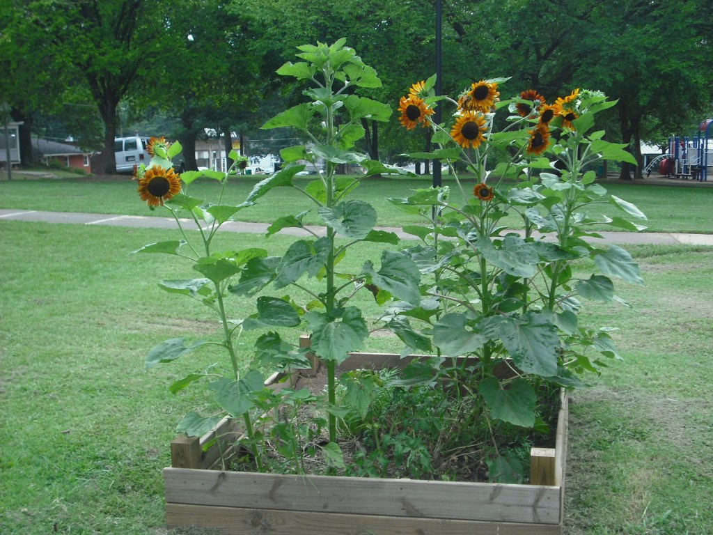The sunflowers grow in our children's garden box.